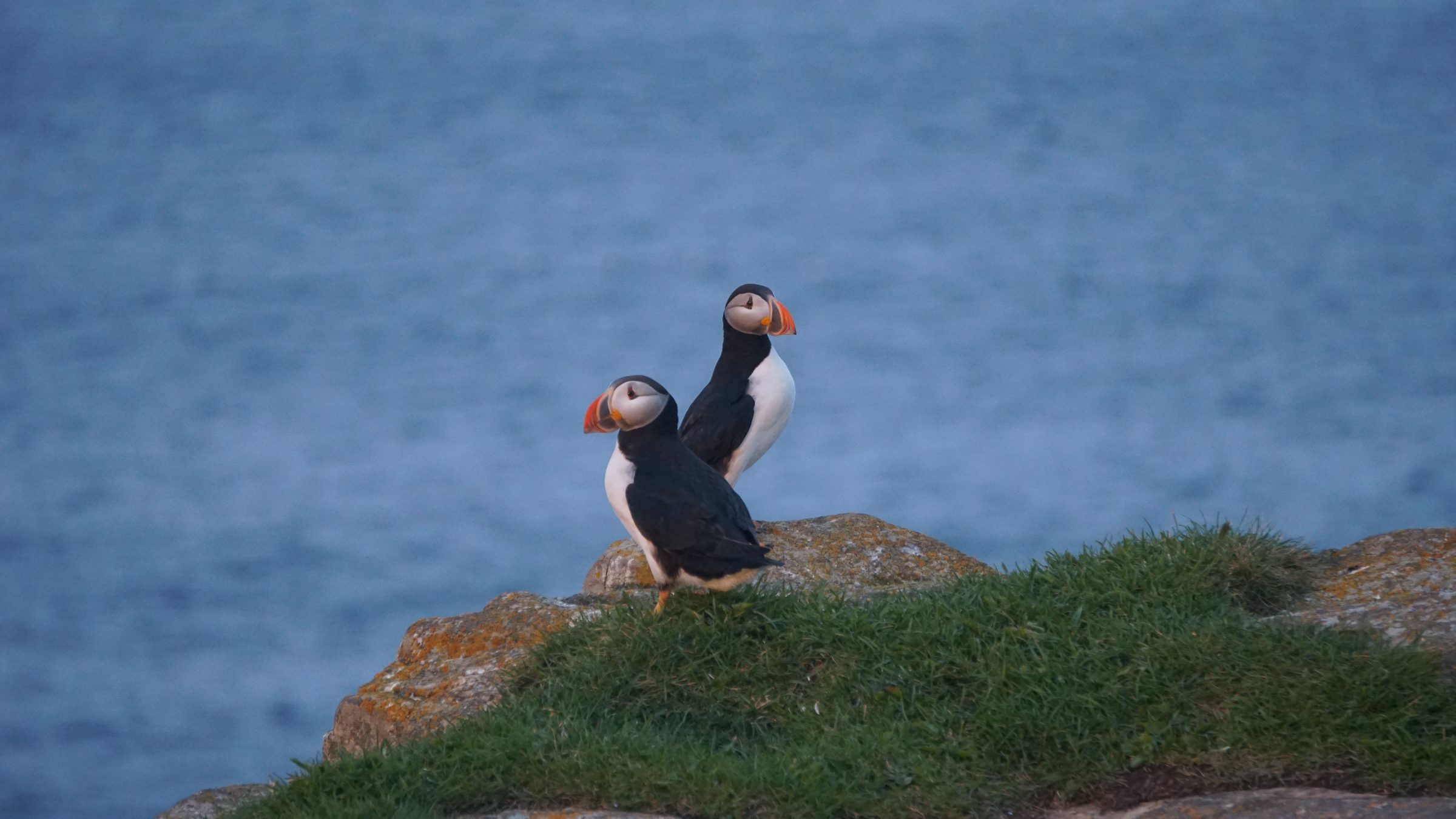 Two Atlantic puffins on a seaside cliff